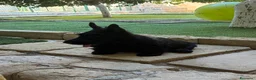 Scottish Terrier cani in vendita: Scottish terrier puppy - Annuncio 3