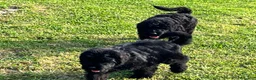 Terrier Nero Russo cani in vendita: Disponibili 4 maschi Terrier nero russi - Annuncio 6
