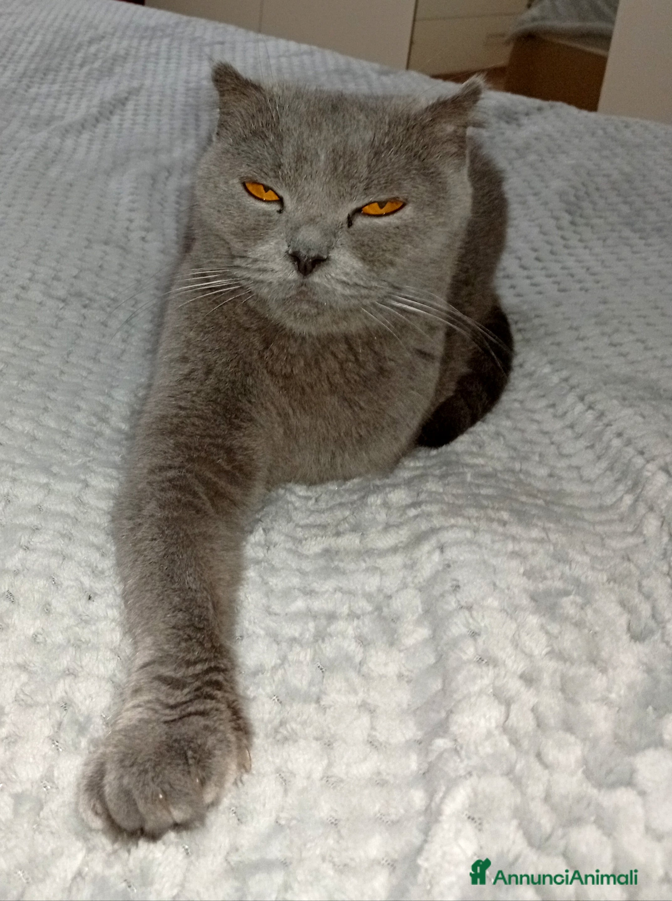 Scottish gatti Regalo bellissima gatta Scotish fold Blu - Annuncio 1