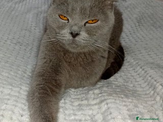 Scottish gatti Regalo bellissima gatta Scotish fold Blu - Annuncio 1