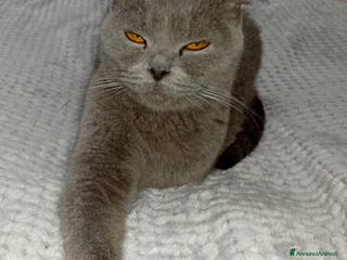 Scottish gatti Do in adozione bellissima gattina Scotish fold Blu - Annuncio 1