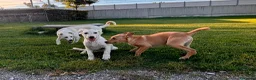 Meticcio cani in regalo: CREMINO, cucciolo timido ma affettuoso in adozione - Annuncio 3