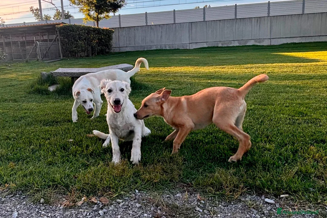 Meticcio cani in regalo: CREMINO, cucciolo timido ma affettuoso in adozione - Annuncio 3