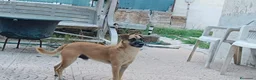 Meticcio cani in regalo: Triade di meticci - Annuncio 16
