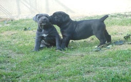 Cane Corso cani in vendita: cuccioli e cuccioloni  di cane corso  a Provincia di Cuneo - Immagine 2