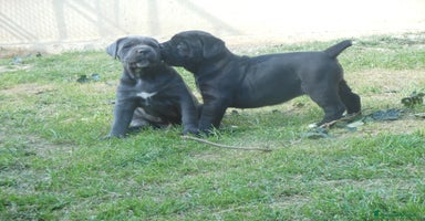 Cane Corso cani a Provincia di Cuneo - Annuncio 5