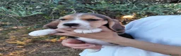 Beagle cani in vendita: Cuccioli di Beagle - Annuncio 3