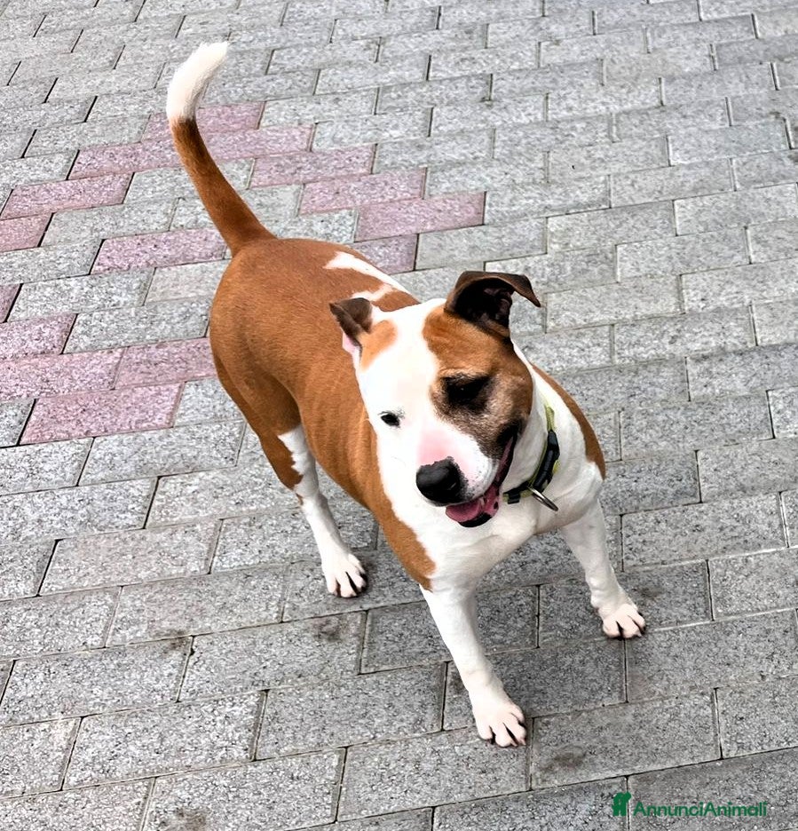 Meticcio cani in regalo: MAYA AMSTAFF - Annuncio 6