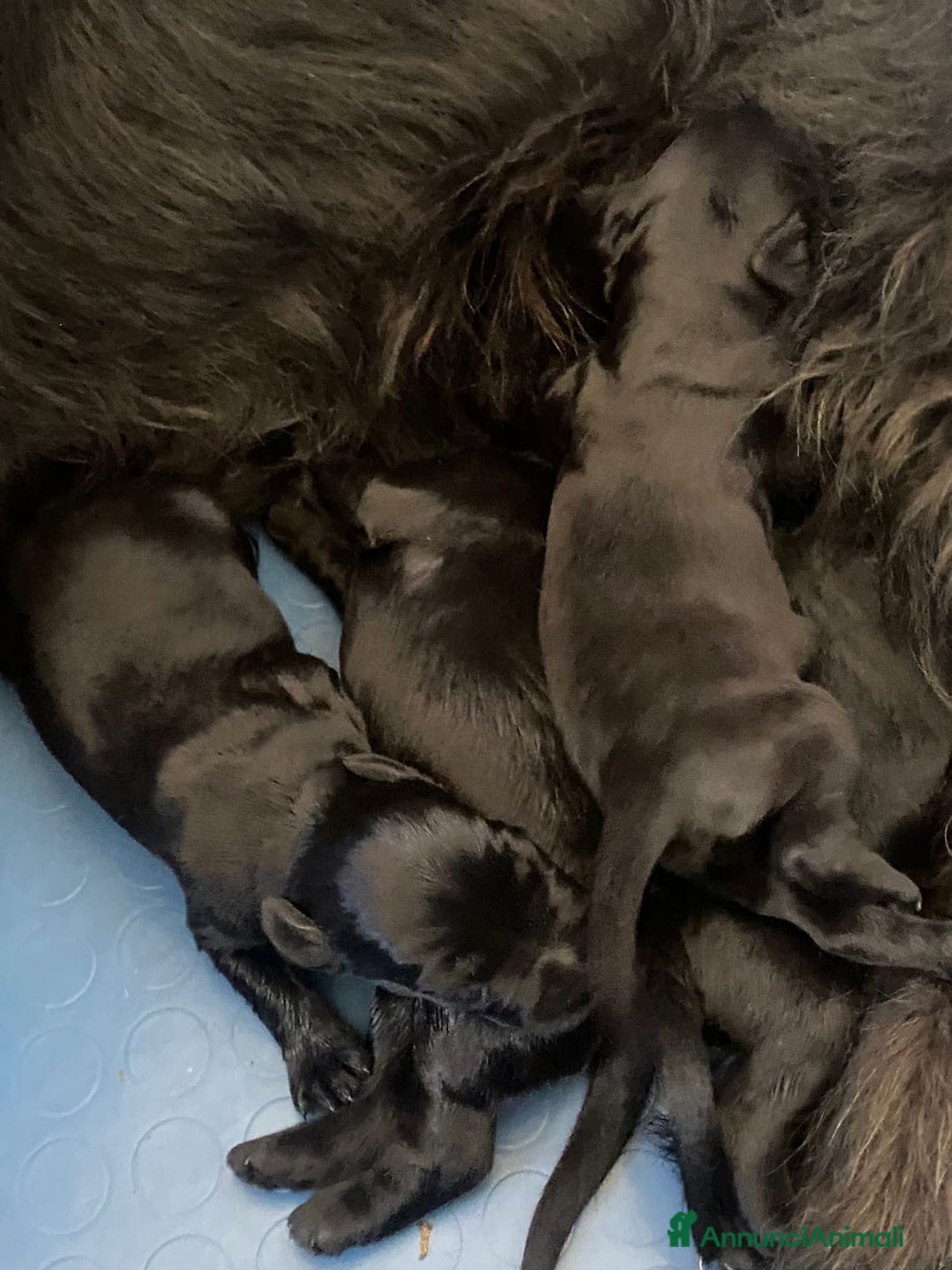 Schnauzer Gigante cani in vendita: Nata Cucciolata X  - Annuncio 9