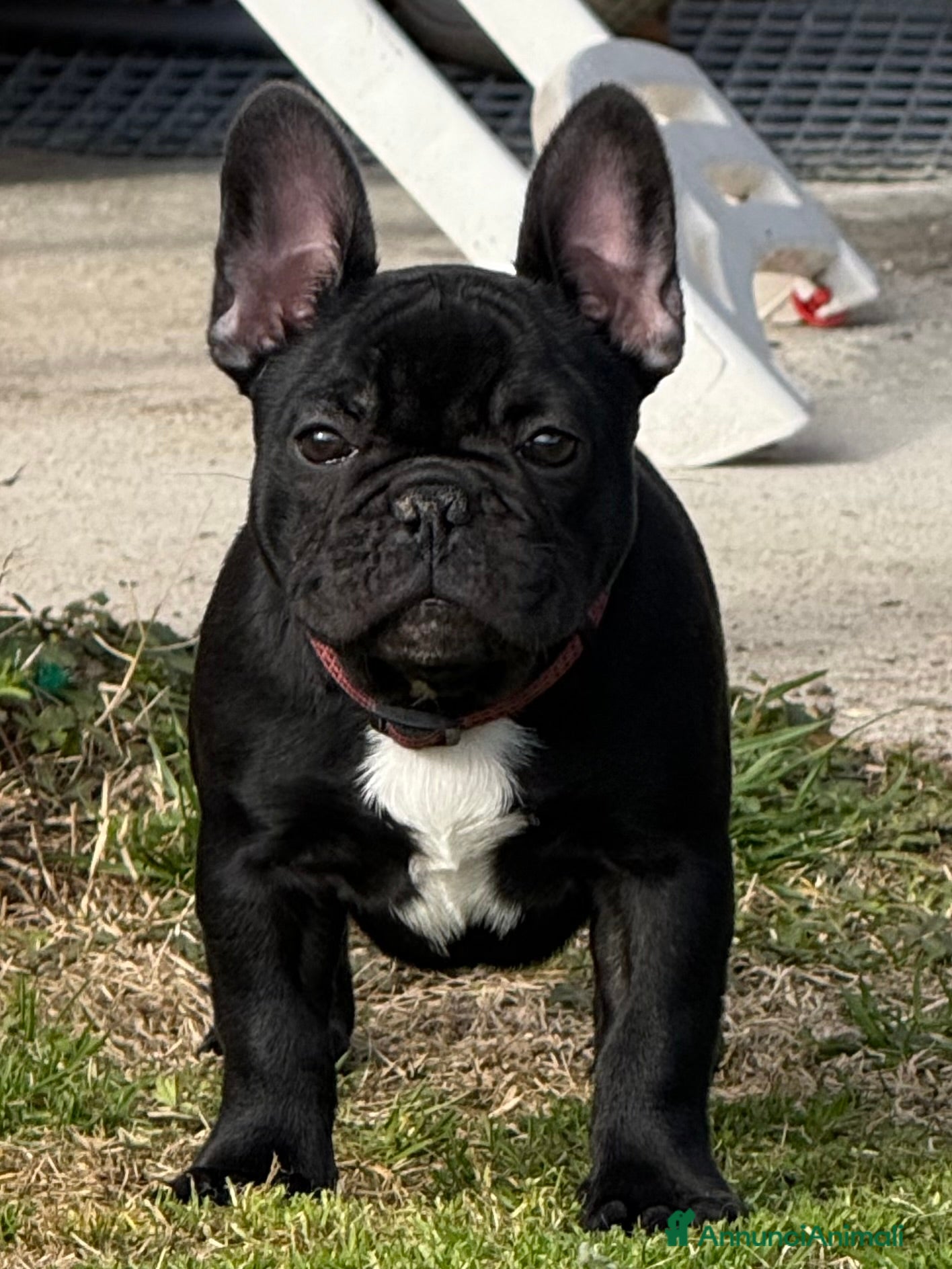 Bulldog Francese cani Cucciola di bulldog francese  - Annuncio 1