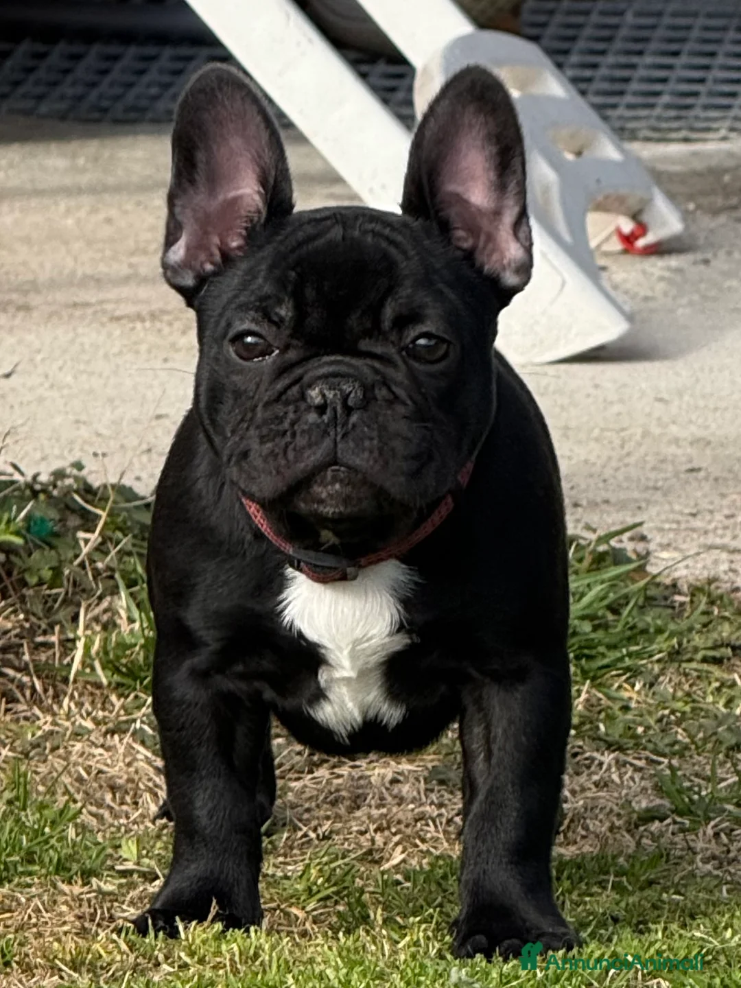 Bulldog Francese cani in vendita: Cucciola di bulldog francese  - Annuncio 1