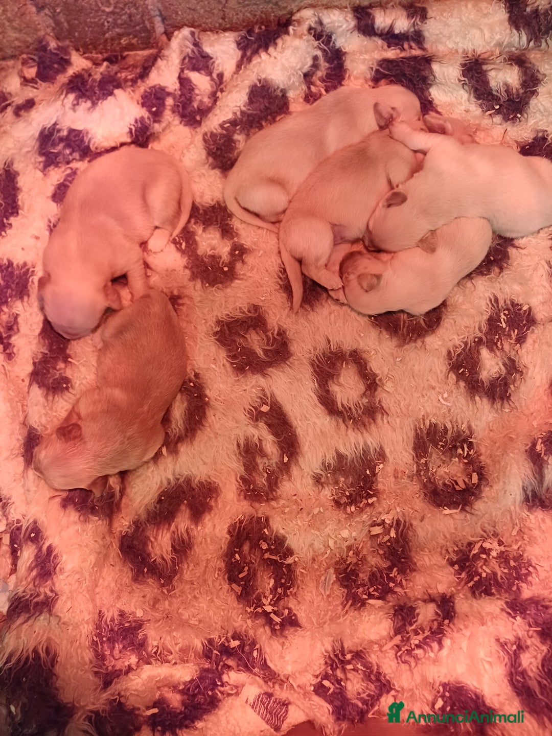 Golden Retriever cani in vendita: Golden retriver - Annuncio 2