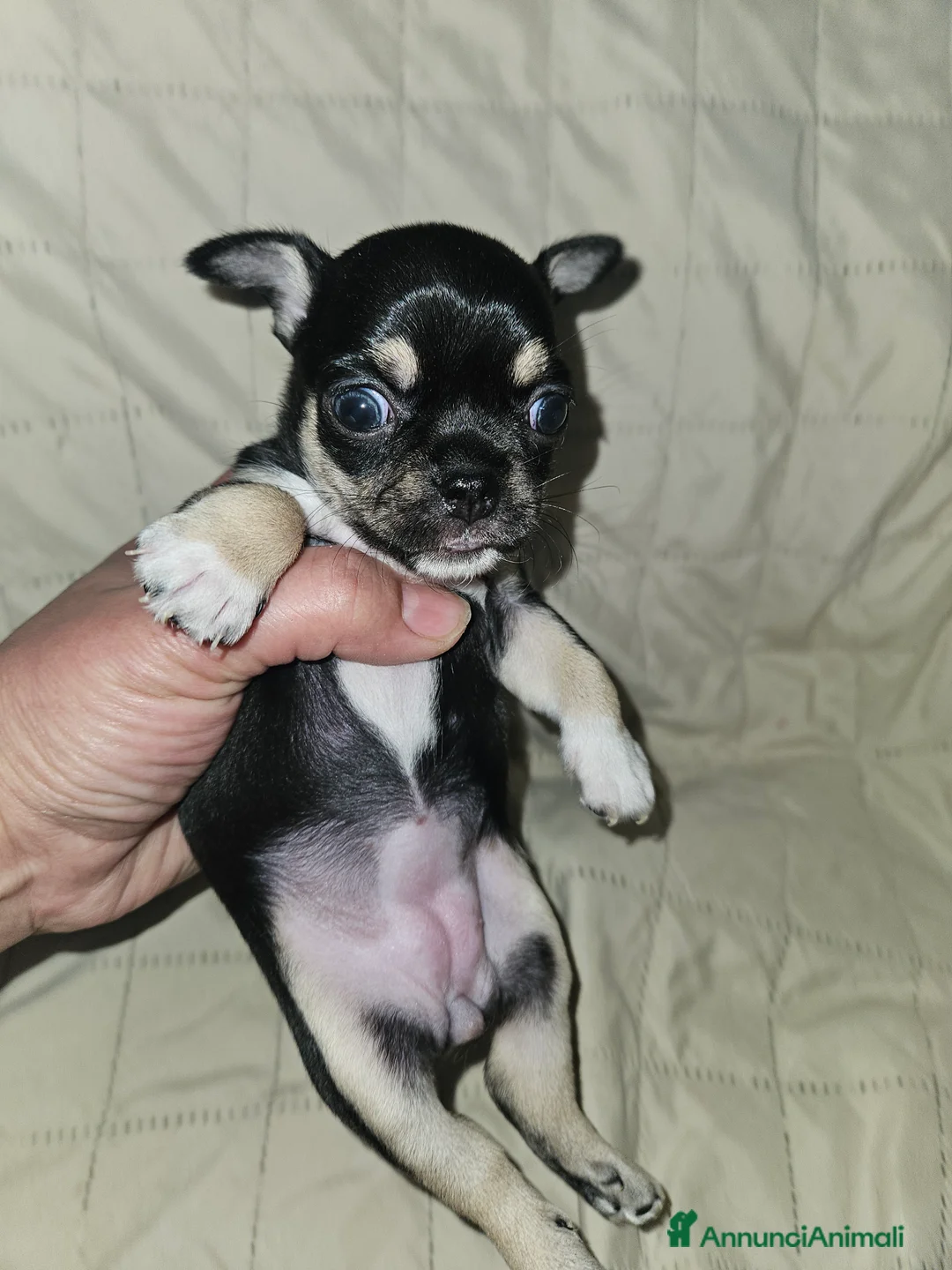 Chihuahua cani in vendita: Chihuahua nana femmina - Annuncio 3