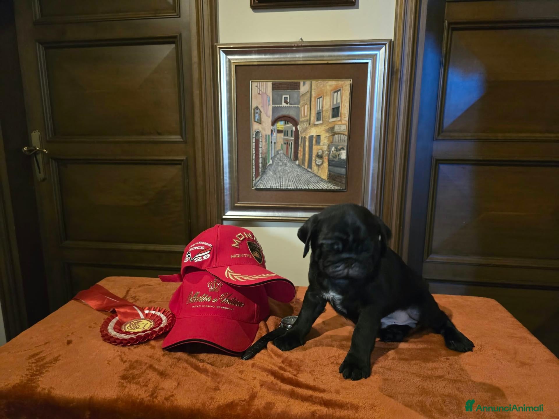 Carlino cani Cuccioli di carlino con pedigree (1500 - 1700) - Annuncio 1