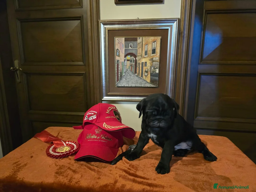 Carlino cani in vendita: Cuccioli di carlino con pedigree (1500 - 1700) - Annuncio 1