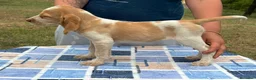 Spinone cani in vendita: Cuccioli di Spinone Italiano - Annuncio 8