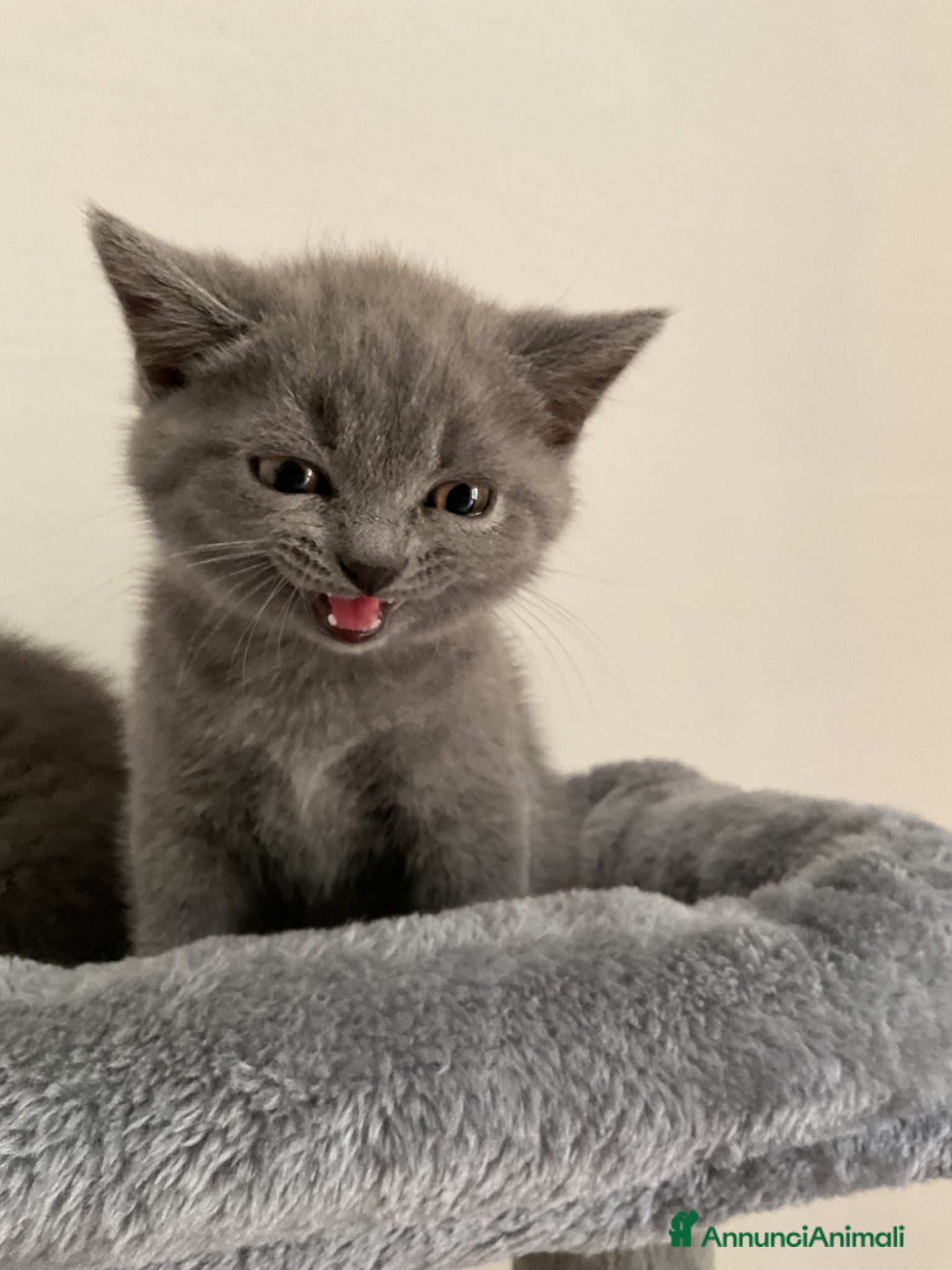 Scottish gatti in vendita: Gattino scottish - Annuncio 4