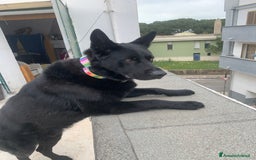 Pastore Tedesco cani per accoppiamento: Cerco pastore tedesco femmina X accoppiamento  a Provincia di Matera - Immagine 4