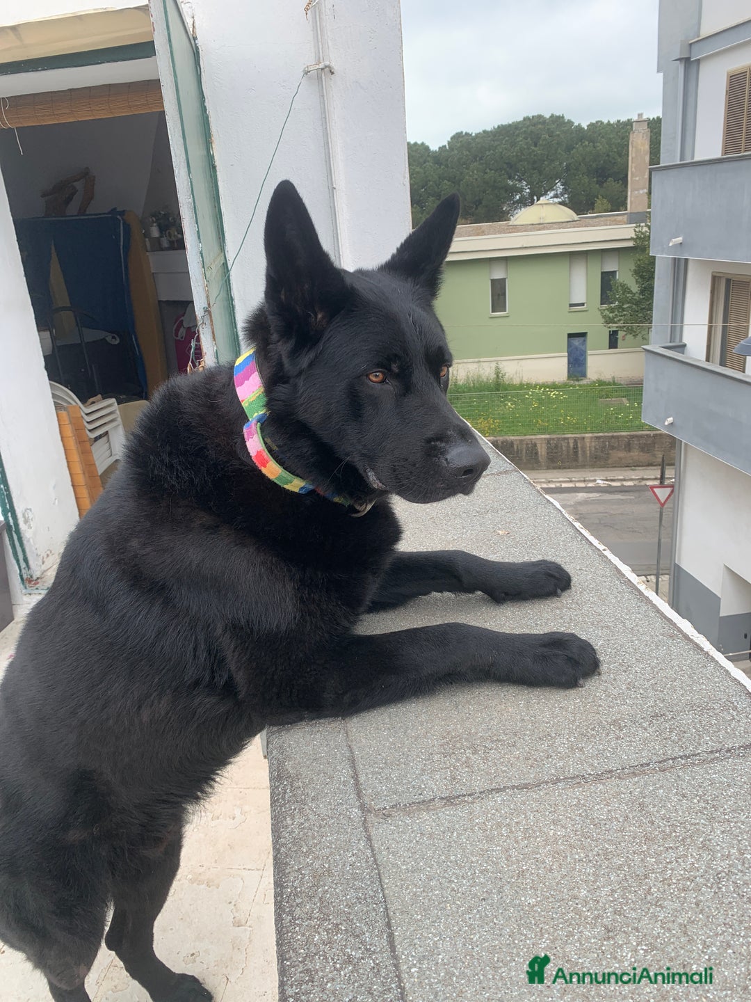 Pastore Tedesco cani per accoppiamento: Cerco pastore tedesco femmina X accoppiamento  a Provincia di Matera - Immagine 4