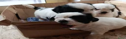 Shih Tzu cani in regalo: cuccioli   shitzu al 90%   - Annuncio 4