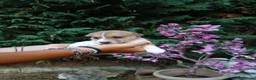 Jack Russell cani in vendita: Cucciola di Jack russel terrier zampa corta  - Annuncio 9