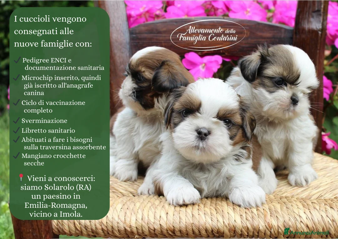 Shih Tzu cani in vendita: Cuccioli di ShihTzu a Provincia di Piacenza - Annuncio 2