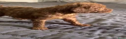 Barboncino Toy cani in vendita: Cuccioli di Barboncino Toy - Annuncio 11