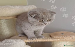 Scottish gatti in vendita: Cucciola Scottish Fold  a Villafranca di Verona - Immagine 7