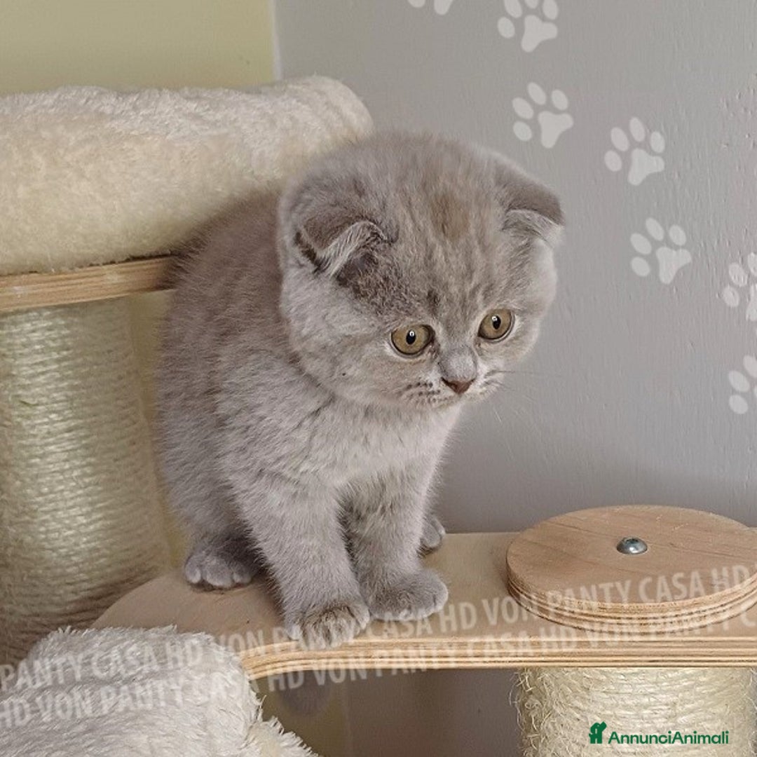 Scottish gatti in vendita: Cucciola Scottish Fold  a Villafranca di Verona - Immagine 7