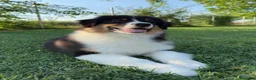 Australian Shepherd cani in vendita: Cucciolo di Australian Shepherd - Annuncio 5