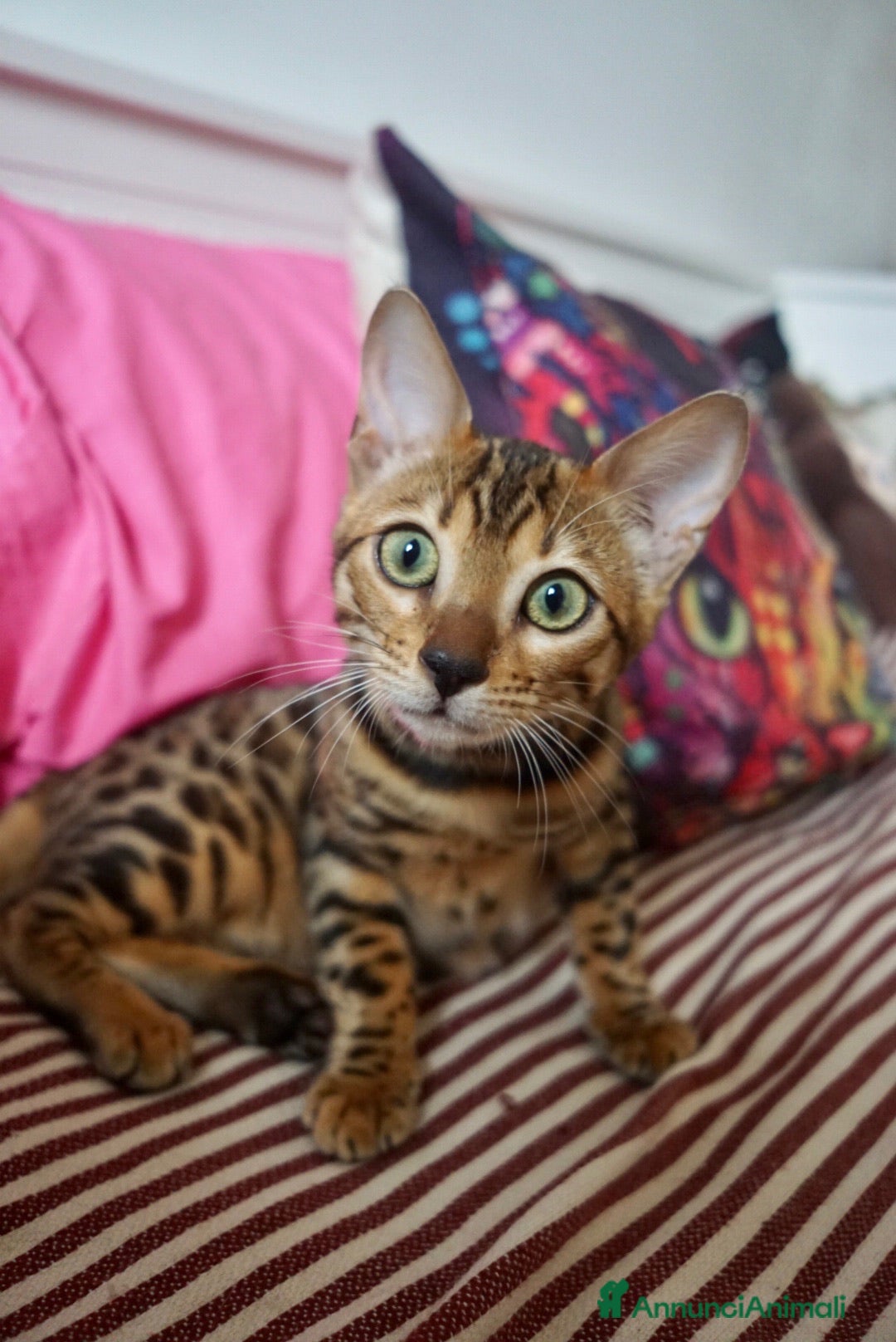 Immagine della galleria {{count}}