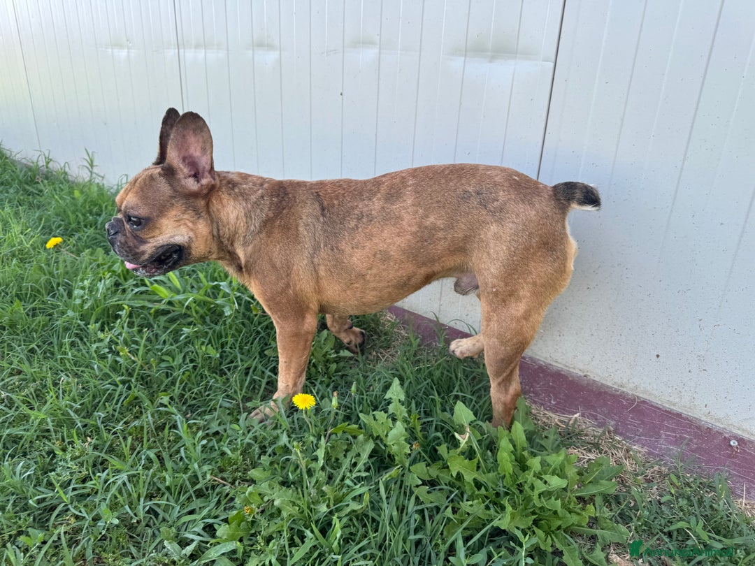 Bulldog Francese cani in regalo: Simil Bouledogue Francese a Provincia di Ferrara - Immagine 5