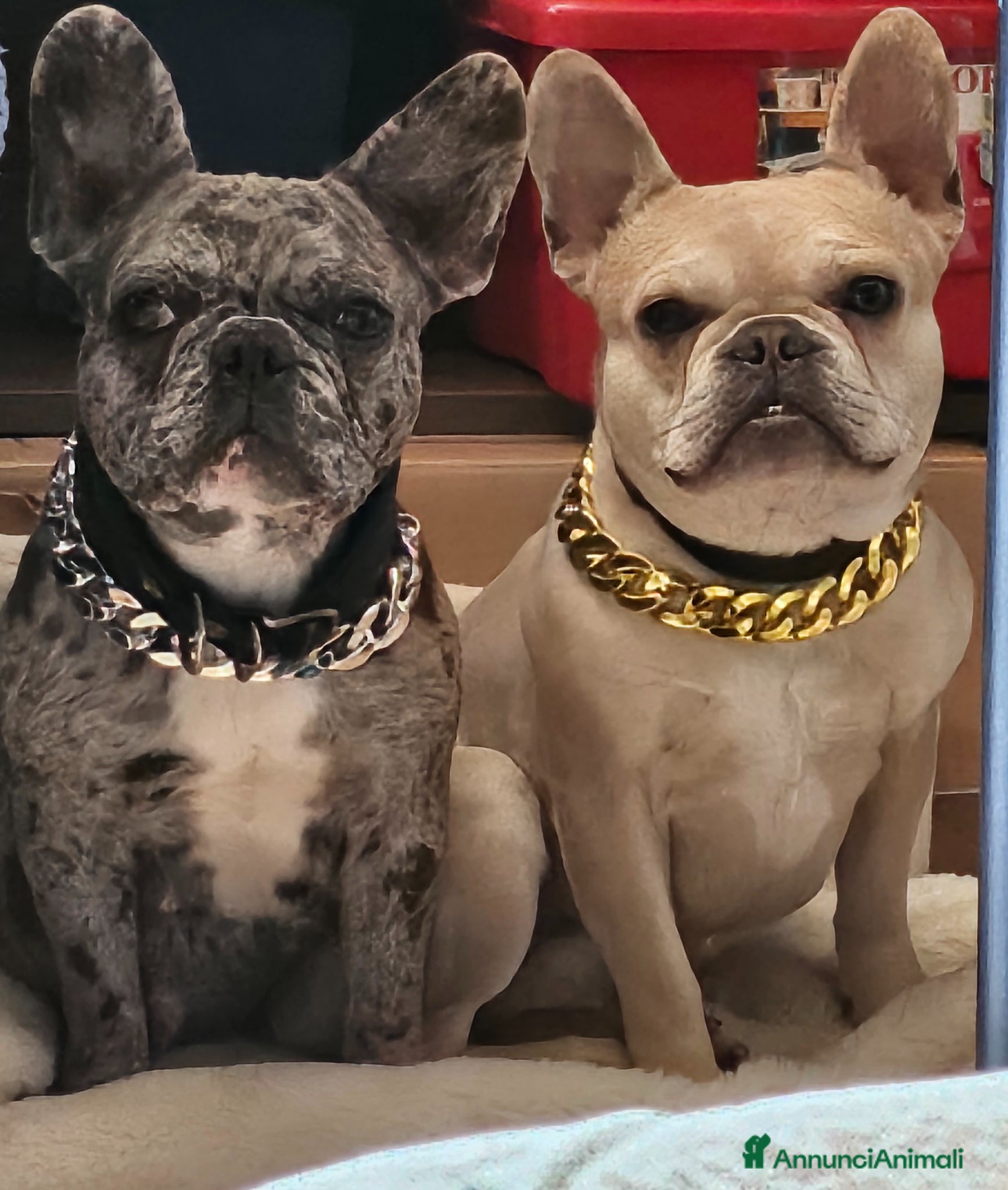 Bulldog Francese cani Cuccioli Bulldog francese taglia mini - Annuncio 6