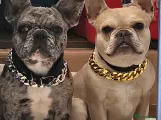 Bulldog Francese cani Cuccioli Bulldog francese taglia mini - Annuncio 6