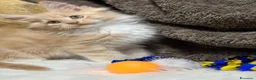 Maine Coon gatti in vendita: Cuccioli Maine coon  - Annuncio 5