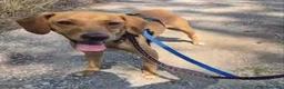 Meticcio cani in regalo: Flocky: 2 anni, taglia contenuta, socievole  - Annuncio 9
