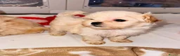 Maltipoo cani in vendita: Splendida cucciolata di Maltipoo - Annuncio 4