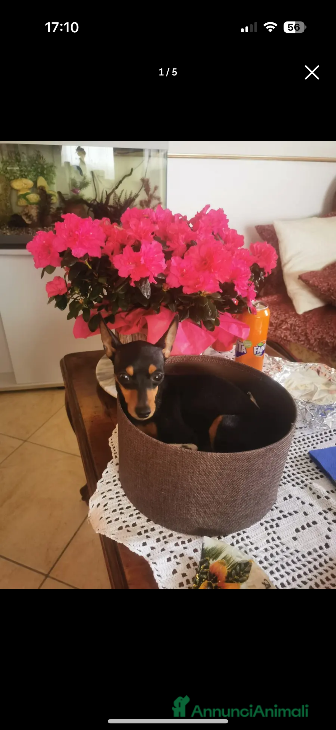 Pinscher Miniatura cani in vendita: Pinscher Toy piccolissimi  a Provincia di Siena - Immagine 5