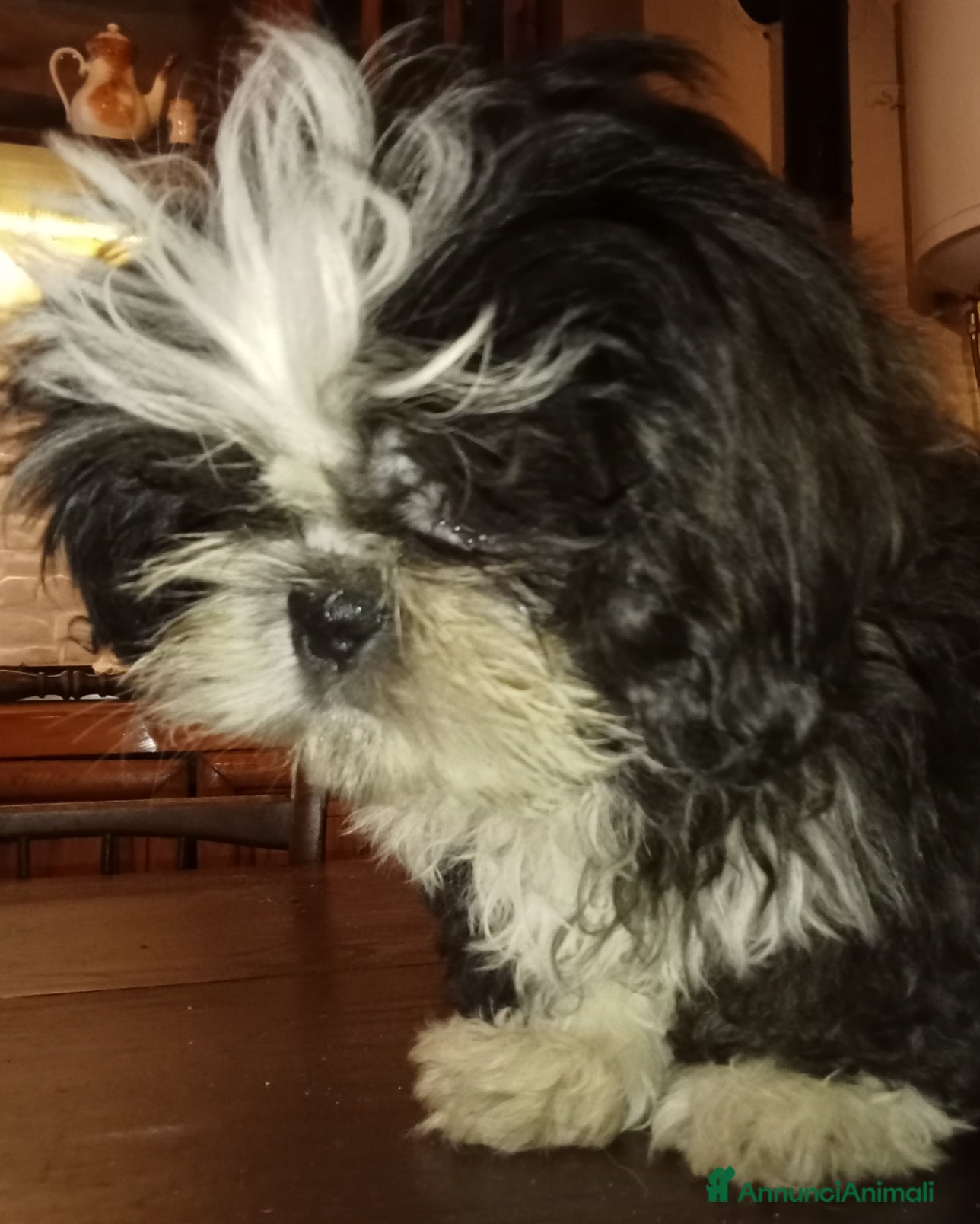 Shih Tzu cani Splendido cucciolo di Shitzu - Annuncio 2