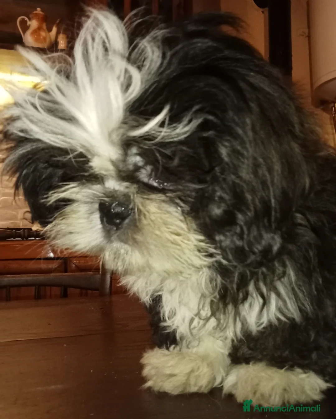 Shih Tzu cani in vendita: Splendido cucciolo di Shitzu - Annuncio 1