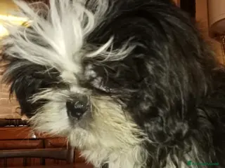 Shih Tzu cani Splendido cucciolo di Shitzu - Annuncio 2
