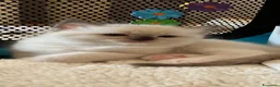 Ragdoll gatti in vendita: Ragdoll con pedigree  - Annuncio 19