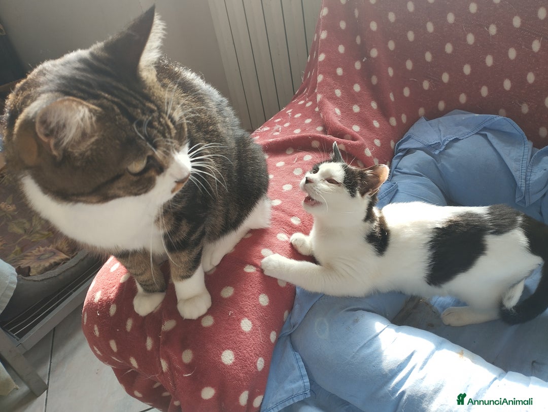 Europeo gatti in regalo: Simpaticissima Elly! - Annuncio 7