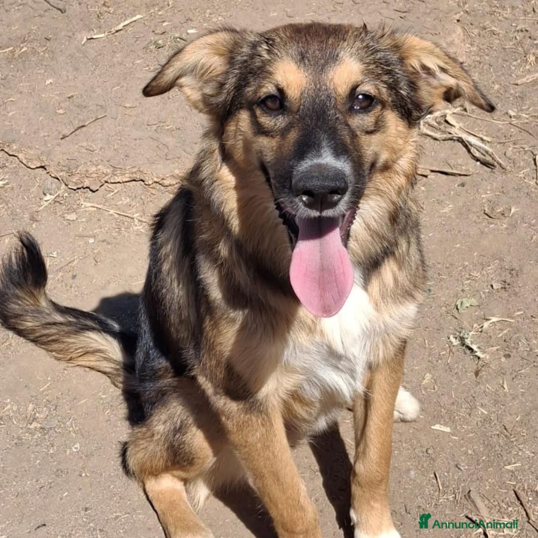 Meticcio cani in regalo: BRENDA 🩷 - cucciola di una dolcezza smisurata 🥺 - Annuncio 5