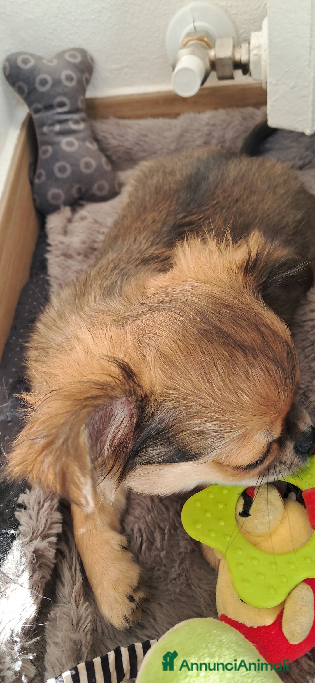 Chihuahua cani in vendita: Cucciola chihuahua con Pedigree Enci  - Annuncio 8