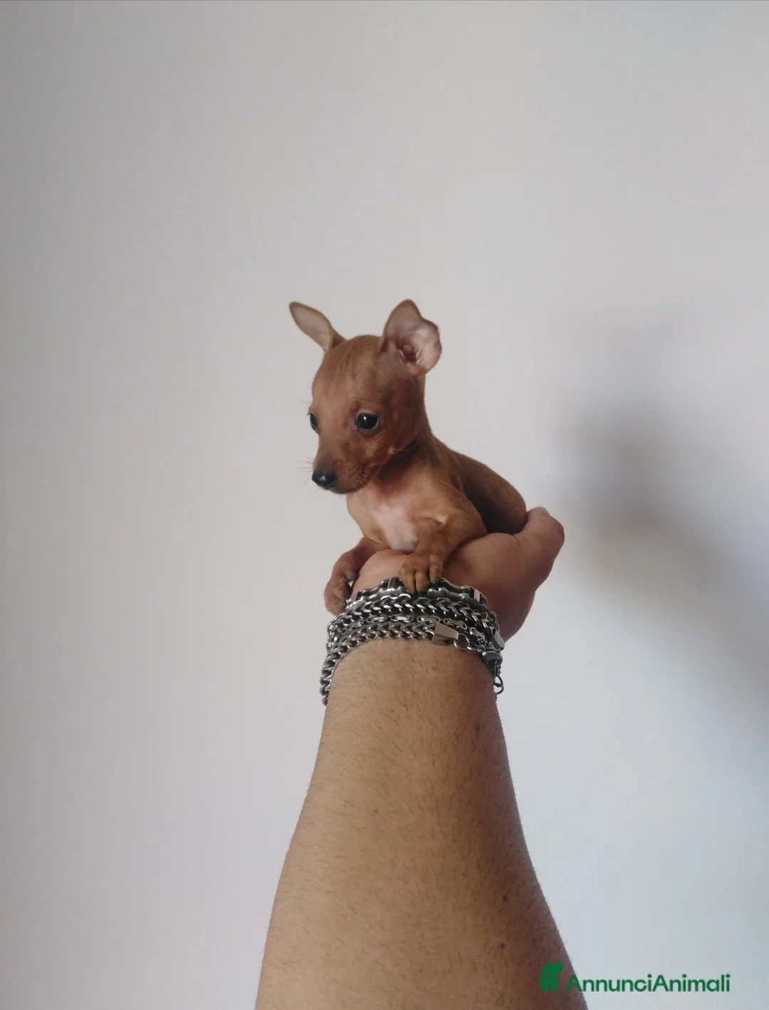 Pinscher Miniatura cani in vendita: Pinscher nani toy super cuccioli taglia piccola  - Annuncio 5