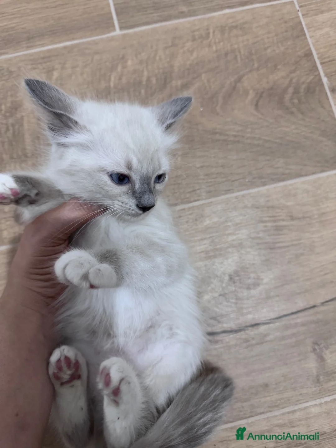 Ragdoll gatti in vendita: Ragdoll - Annuncio 5