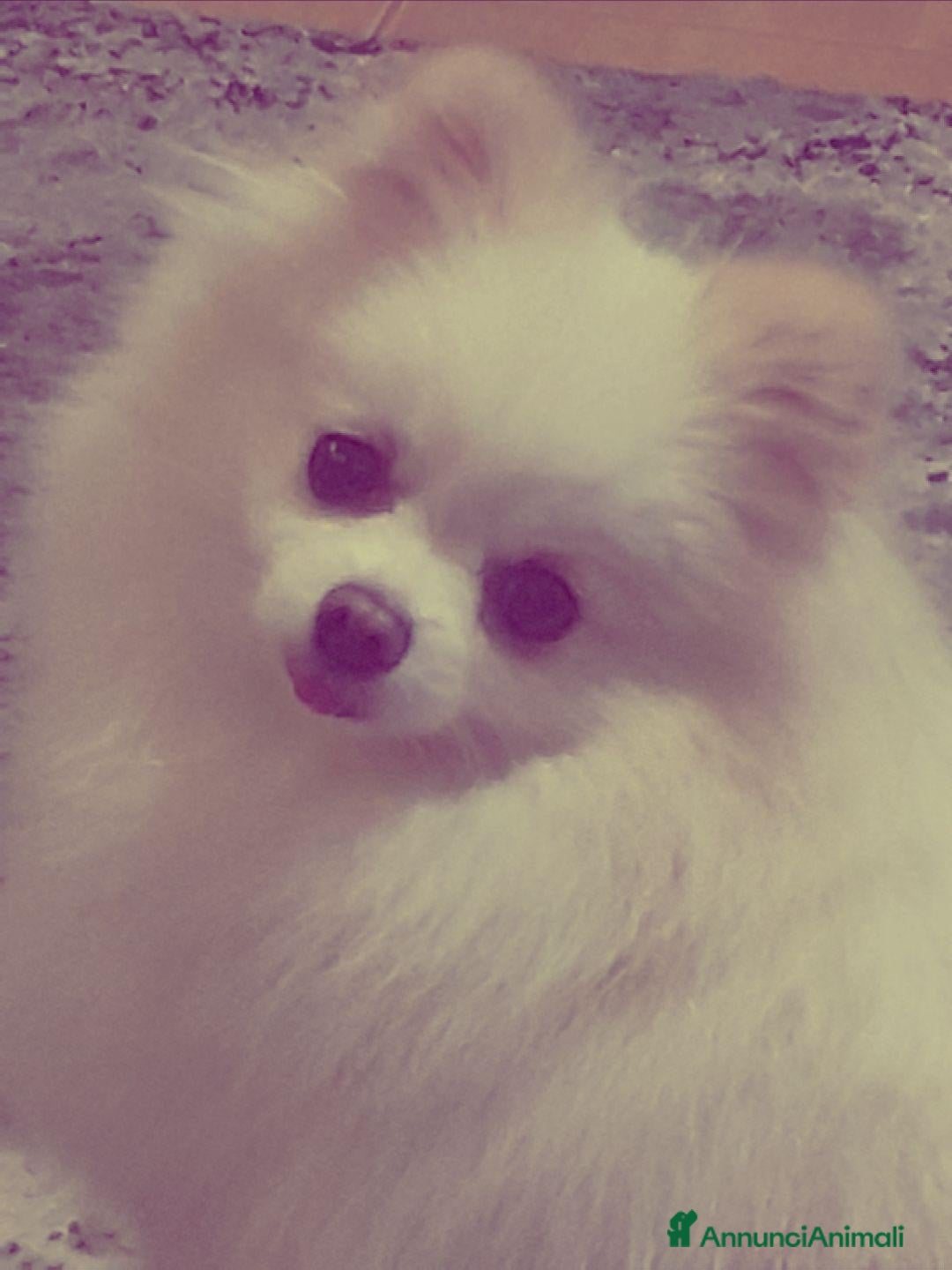 Volpino Pomerania cani Volpino pomerania - Annuncio 2