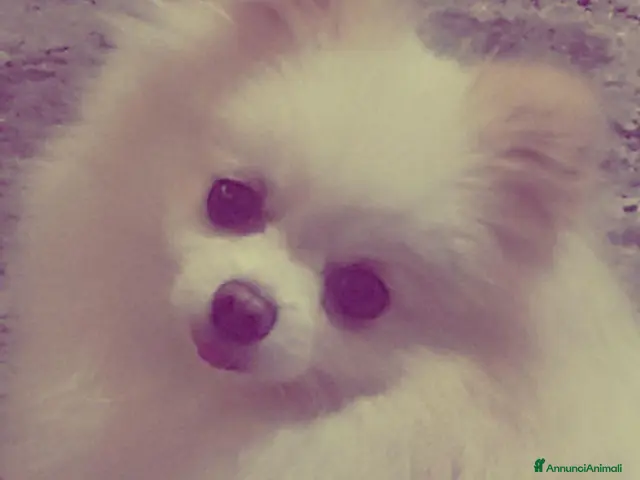 Volpino Pomerania cani in vendita: Volpino pomerania - Annuncio 2