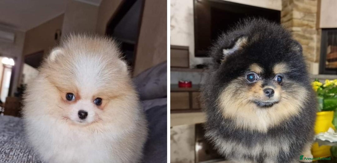 Spitz cani in vendita: Spitz tedesco NANO Pomerania  - Annuncio 16